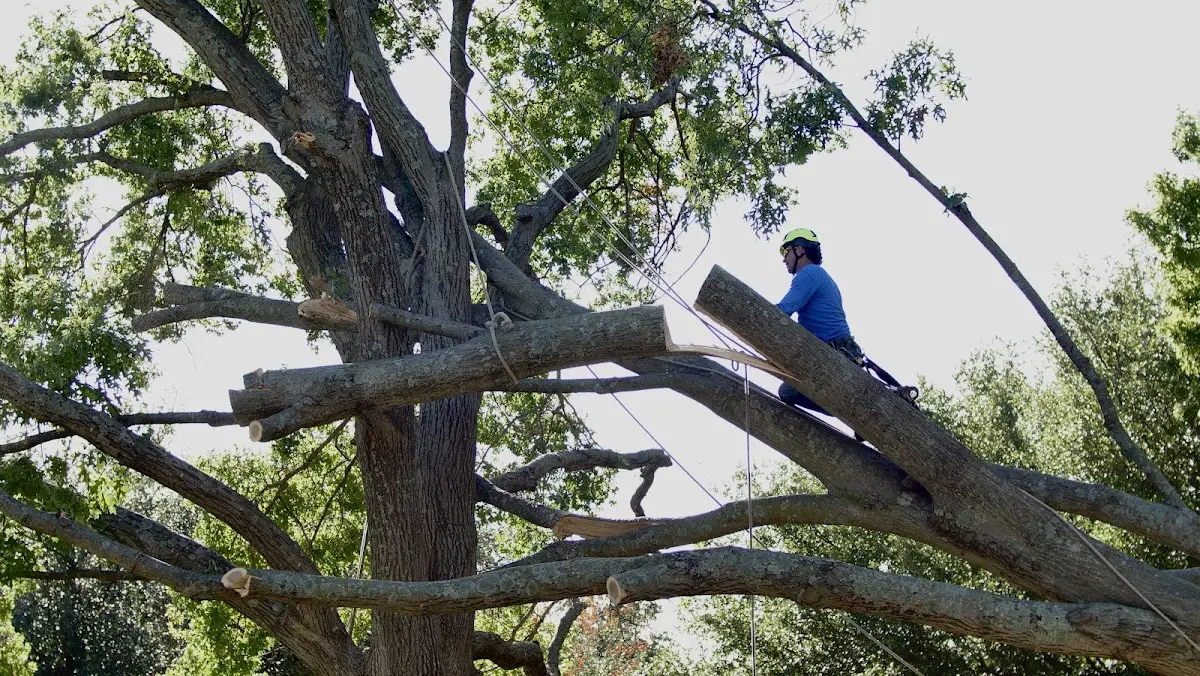 Professional Crown Thinning performed by certified arborists in Verplanck